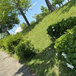 レイドバックバーガー - 公園のクチナシをチェックして帰る^_^