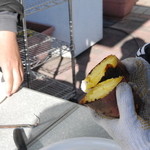 ピッザピッザピッザ - 