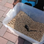 ピッザピッザピッザ - 