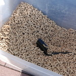 ピッザピッザピッザ - 