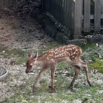 メインダイニングルーム 三笠 - 