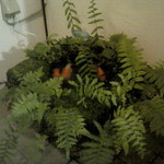 喜泉 - 玄関前には大きな金魚が