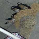 ラーメンながた - 