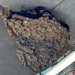 ラーメンながた - 