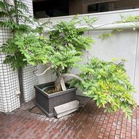 近松 - 