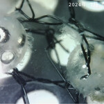 JiProign - 日曜のお昼前に産まれたメダカの卵たちは目がほぼ完成して、数分に一度寝返りを打つ^_^