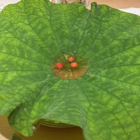 日本料理 寺田 - 