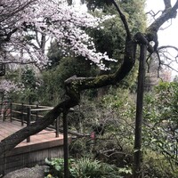 韻松亭 - 個室から見た桜。 韻松亭 - 個室から見た桜。