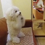 アンディカフェ - おねだりのポーズ