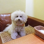 アンディカフェ - 嬉しそうなアンジェリーナ