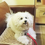 アンディカフェ - お借りしたカフェ・マット