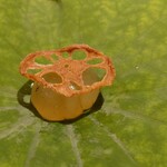 銀座 しのはら - 鼈の煮凝りと蓮根チップ