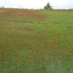 シーサイドホテル - ホテルのロビーから見える庭と海