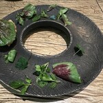 レヴォ - オコゼ