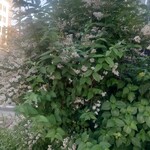 アトリエ・モリヒコ - 