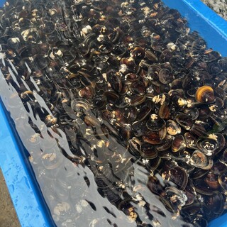 店主地元茨城の美味しい食材をはじめ、日本の厳選食材を熟練技で