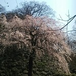 讃岐うどん　志成 - ３月２３日の舞鶴公園
                                