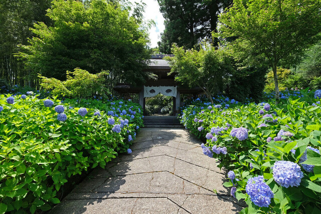 鈴木金栄堂 - 男鹿市その他（和菓子）の写真