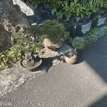 ヨコクラうどん - お店の入口に盆栽が