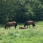 湯宿 だいいち - 