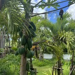 Blue Turtle Farm Mango Cafe - お庭にフルーツがなってる