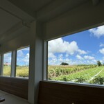 Blue Turtle Farm Mango Cafe - 店内からの景色　