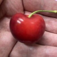 お料理 七草 - 