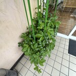 カレー風味 すずき - 