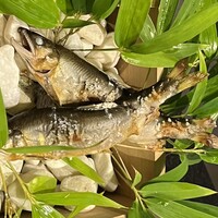 耽美 下村 - 