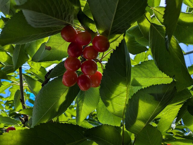 大町さくらんぼ園 - 乱川（その他）の写真