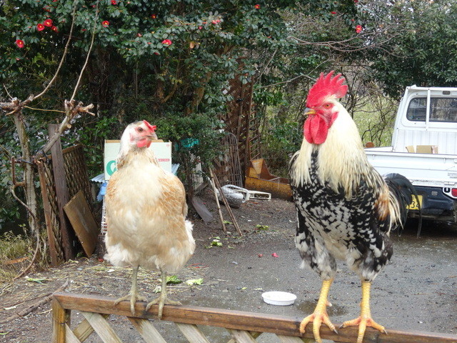 アポロ食堂 - 相馬（ラーメン）の写真