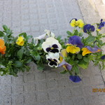 CAFE　百音 - スプリングキャンペーンで頂いたパンジーとビオラ