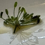 JiProign - 熟したフェンネルの種の味を思い浮かべながらつぼみのグリーンノートを楽しむ^_^