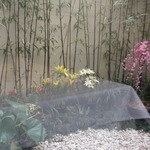 海鮮名菜　香宮 - 窓から見える花々