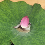 にくの匠 三芳 - 