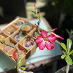 restaurant akagi - 料理写真: