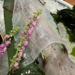 博多もつ鍋 前田屋 - 呼子イカ刺し　180gと小ぶりですが甘さ最高！