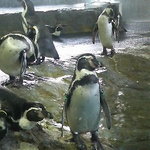 長崎ペンギン水族館 - 