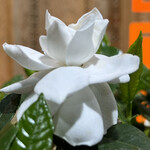 大元 - クチナシは咲き始めて1ヶ月になる。まだまだイケそう^_^。この近隣で一番遅くまで咲くクチナシ。ただ、実は結ばない。見た目の麗しさと質実は両立しないのだ。