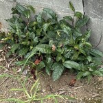 インデアンレストラン  ニューミラ - これがやぶきた茶である事を私は知っている^_^