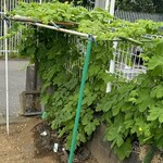 インデアンレストラン  ニューミラ - 駐車場の角にはゴーヤが育っていた^_^