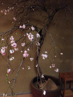 Ogata - 店内の桜