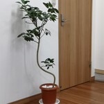 鬼ヤンマ - 鬼ヤンマ！どこかな〜！この前の処にはいないな〜！