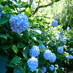 喫茶ミンカ - このあと明月院ブルーを堪能