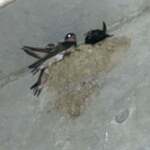 ラーメンながた - 