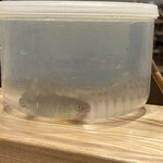 旬菜旬魚 たじま - 