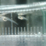 JiProign - 生後半日ほどのヒメダカはだいぶスリムに