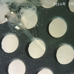 JiProign - 卵から脱出した直後のまん丸シラウオのような透明ヒメダカ