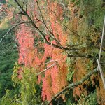 美山荘 - 離れの部屋の桟敷のすぐ前の紅葉