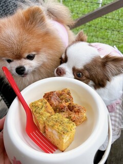 DOG DEPT.+CAFE Karuizawapurinsuten